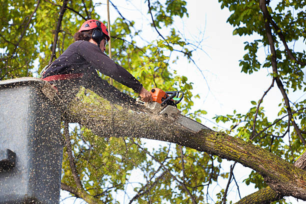 Best Tree Cabling and Bracing  in Montrose, MN